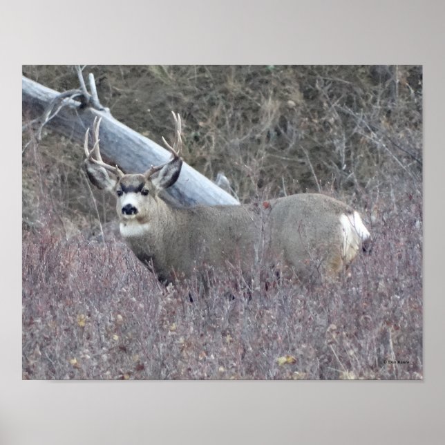 Poster D32 Mule Deer Buck (Frente)