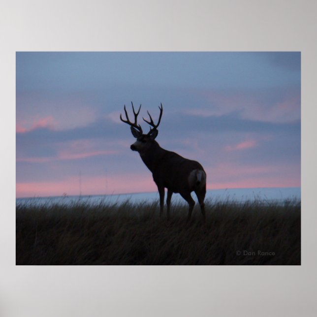 Póster D3 Mule Deer Sun Rise Buck (Frente)