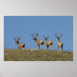Poster D9 Mule Deer Bucks em Velvet