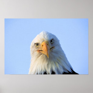 Poster da águia americana