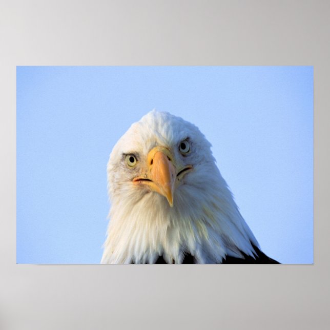 Poster da águia careca (Frente)