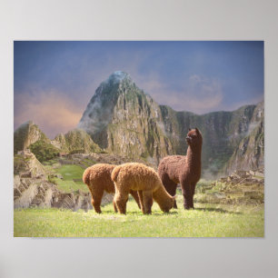 Poster da alpaca