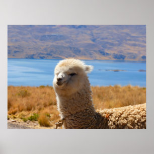 Poster da alpaca