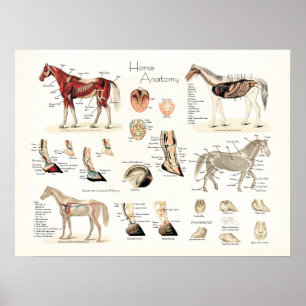Poster da Anatomia do Cavalo