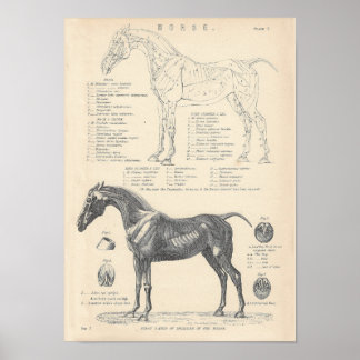 Poster da Anatomia do Cavalo