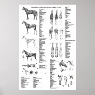 Poster da anatomia do cavalo esqueletal e muscular
