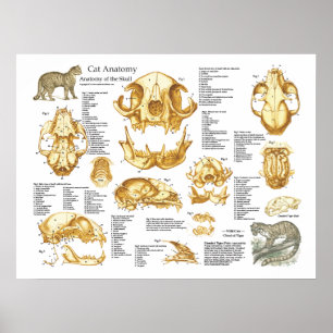 Poster da anatomia do crânio do gato doméstico