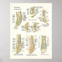 Poster da Anatomia do Pé e do Anca