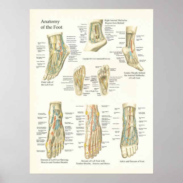 Poster da Anatomia do Pé e do Anca (Frente)