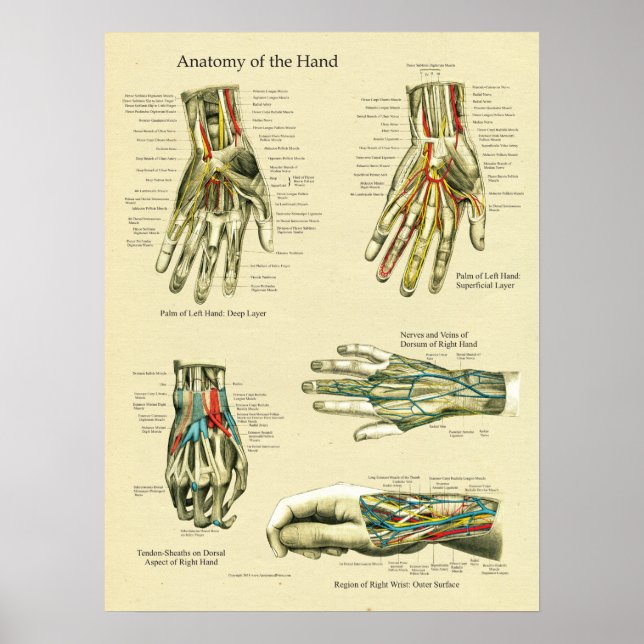Poster da Anatomia do Pulso Humano (Frente)