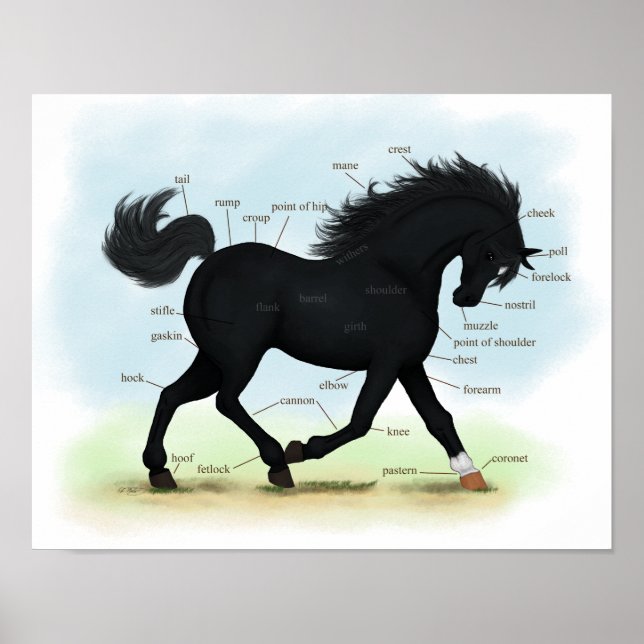 Poster da Anatomia dos Cavalos da Bela Negra (Estr (Frente)