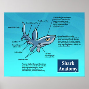 Poster da Anatomia dos Tubarões