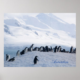 Poster da Antártica