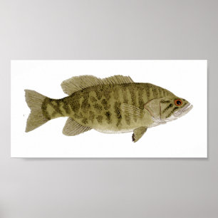 Poster da arte do baixo de Smallmouth