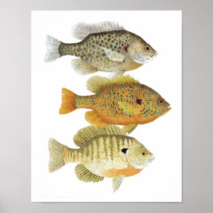 Poster da arte do Sunfish