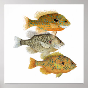 Poster da arte do Sunfish