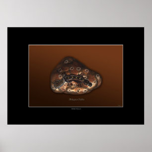 Poster da arte dos TRAJETOS de PLATYPUS