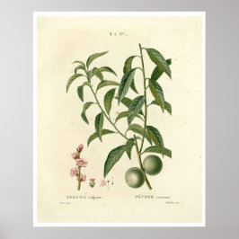 Poster da Árvore de pêssego (Prunus persica) N.1
