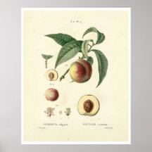 Poster da Árvore de pêssego (Prunus persica) N.4