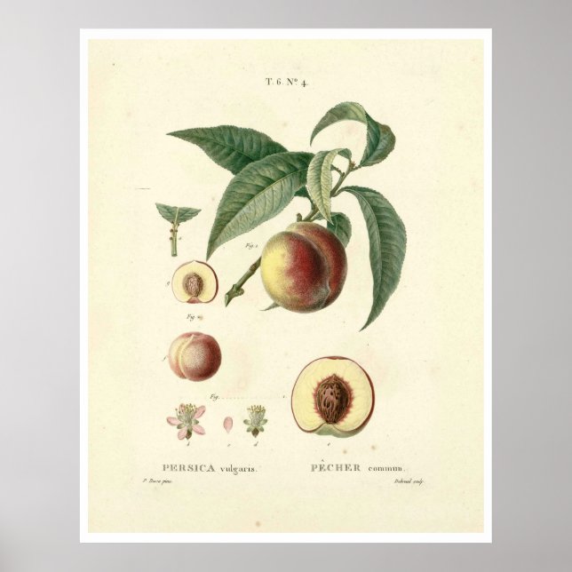 Poster da Árvore de pêssego (Prunus persica) N.4 (Frente)