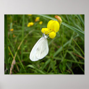 Poster da Borboleta Branca de Madeira