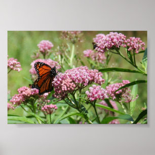 Poster da borboleta de monarca