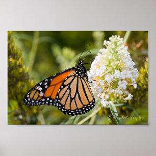 Poster da borboleta de monarca