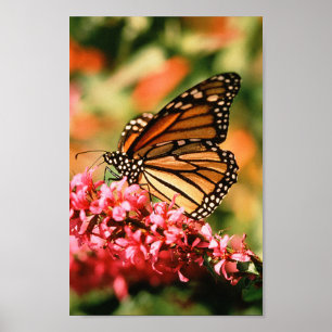 Poster da borboleta de monarca