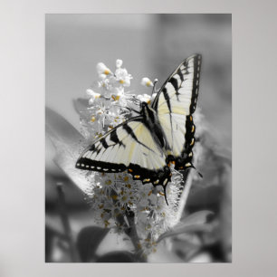 Poster da borboleta de Swallowtail