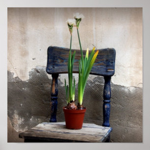 Poster da cadeira e da flor