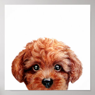 Poster da caniche de brinquedo