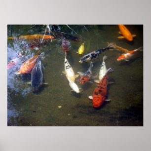 Poster da carpa de Koi