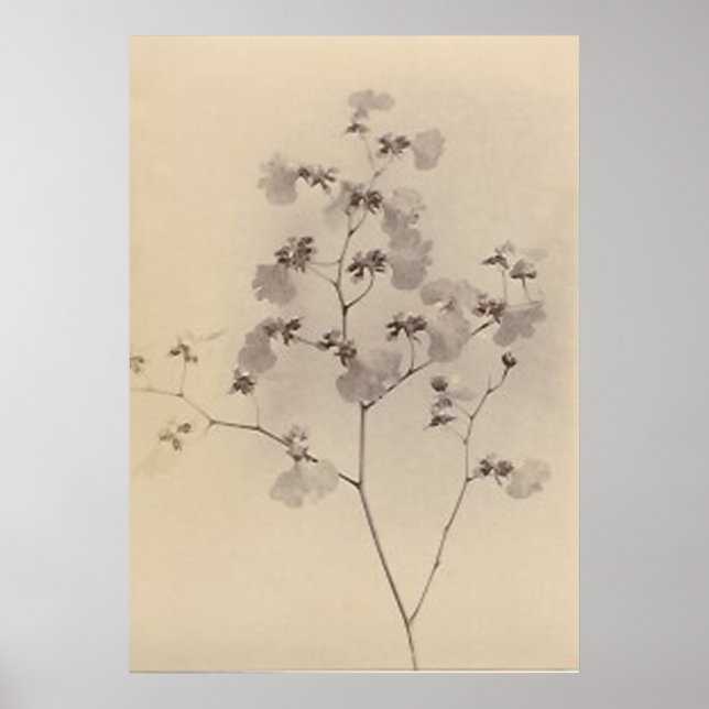 Poster da cereja japonesa floresce (Frente)