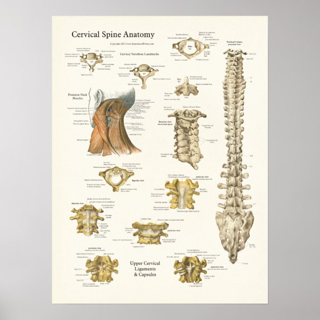 Poster da coluna cervical e da anatomia das vérteb (Frente)