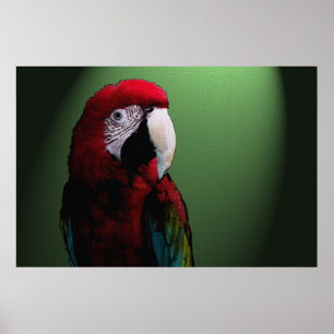 Poster da conversa 36 x 24 do papagaio