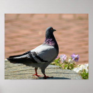 Poster da cor completa do pombo