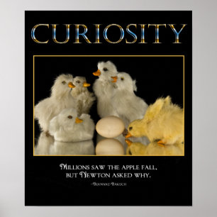 Poster da CURIOSIDADE