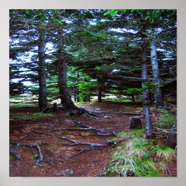 Poster da Escada da Natureza (Frente)