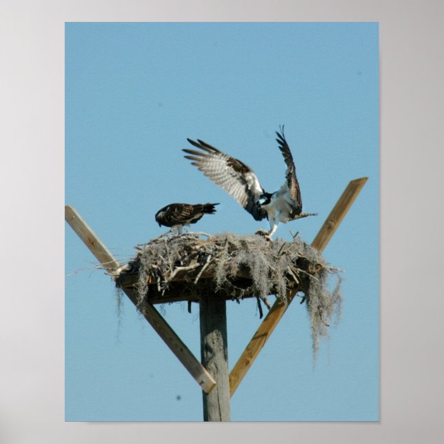 Poster da família de aves Osprey (Frente)