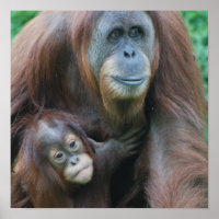 Poster da Família Orangutan