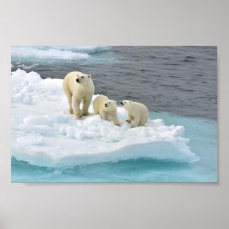 Poster da Família Polar Bear