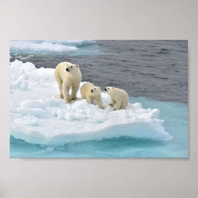 Poster da Família Polar Bear (Frente)