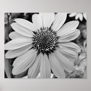 Poster da flor 10x8 da pétala