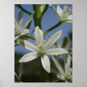 Poster da flor branca