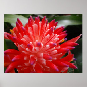 Poster da flor de Bromeliad