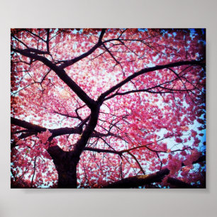 Poster da flor de cerejeira