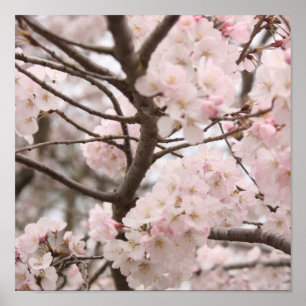 Poster da flor de cerejeira