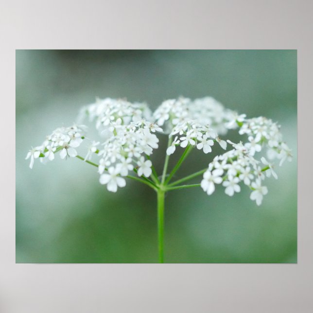 Poster da Flor de Cow Parsley (Frente)