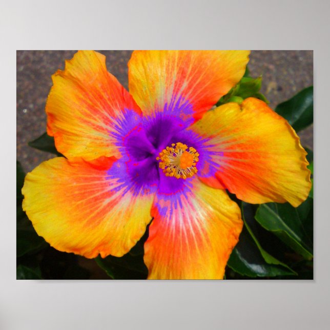 Poster da Flor de Fogo do Centro Puro (Frente)