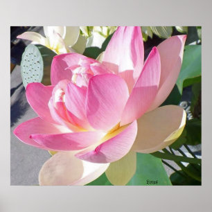 Poster da flor de Lotus